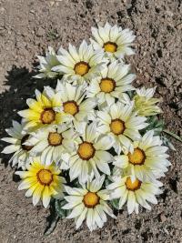 Gazánie zářivá (Gazania rigens)