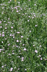 Šater latnatý (Gypsophila paniculata)