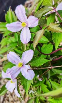 Plamének (Clematis)