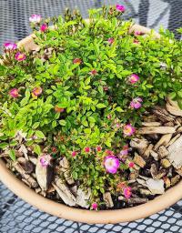 Růže 'Cutie Pie' - Skalkové růže (Rosa)