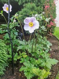 Sasanka japonská (Anemone hupehensis)