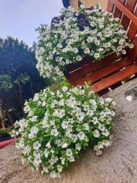 Petúnie (Petunia x hybrida)