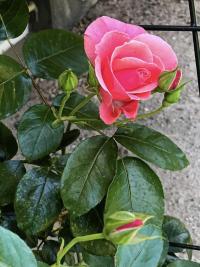 Růže 'Lawinia' - Pnoucí růže (Rosa)