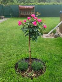 Růže 'Leonardo da Vinci' - Sadové růže (Rosa)