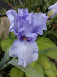 Kosatec (Iris)