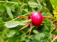 Růže Hugova (Rosa hugonis)