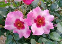 Růže 'Eyes on Me' - Hybridy růže perské (Rosa)
