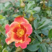 Růže 'Sunshine Babylon Eyes' - Hybridy růže perské (Rosa)