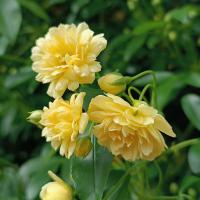 Růže Banksové 'Lutea' (Rosa banksiae)