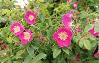 Růže převislá (Rosa pendulina)