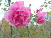 Růže čínská 'Old Blush' (Rosa chinensis)