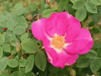 Růže bedrníkolistá 'Frühlingszauber' (Rosa spinosissima)