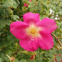 Růže bedrníkolistá 'Frühlingszauber' (Rosa spinosissima)