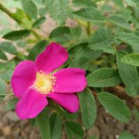 Růže (Rosa x rubrosa)