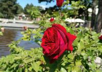 Růže 'Rosa Ševčenko' - Sadové růže (Rosa)