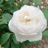 Růže 'Desdemona' - Anglické růže (Rosa)