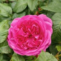 Růže 'James L Austin' - Anglické růže (Rosa)