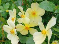 Růže 'Tottering by Gently' - Anglické růže (Rosa)