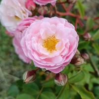 Růže 'Libuše Šafránková' - Sadové růže (Rosa)