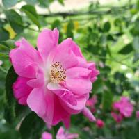 Růže 'Marietta Silva Tarouca' - Pnoucí růže (Rosa)