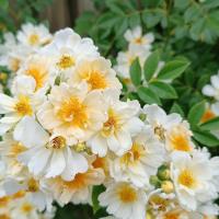 Růže Helenina 'Semiplena' - Pnoucí růže (Rosa helenae)