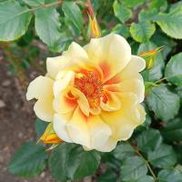 Růže 'Golden Eye' - Hybridy růže perské (Rosa)