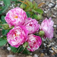 Růže 'Susan Rosalind Daniel' - Mnohokvěté růže (Rosa)