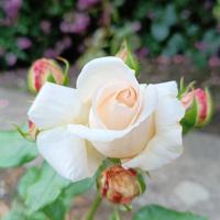 Růže 'Rosenkavalier Kleiber' - Velkokvěté růže (Rosa)