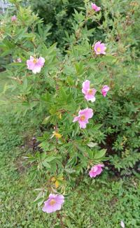 Růže bahenní (Rosa palustris)