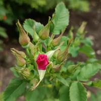 Růže arkansaská (Rosa arkansana)