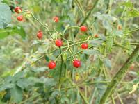 Růže Beggerova (Rosa beggeriana)