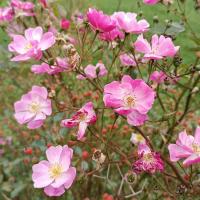 Růže 'Mr Bluebird' - Skalkové růže (Rosa)