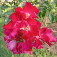 Růže 'Dortmund' - Pnoucí růže (Rosa)