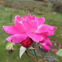 Růže 'Průhonice' - Sadové růže (Rosa)