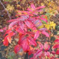 Růže virginská - podzimní listy (Rosa virginiana)