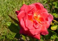 Růže 'Alena' - Velkokvěté růže (Rosa)