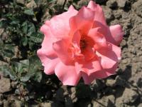 Růže 'Milena' - Velkokvěté růže (Rosa)