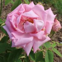 Růže 'Georg Arends' - Velkokvěté růže (Rosa)