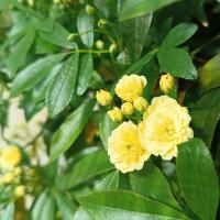 Růže Banksové 'Lutea' (Rosa banksiae)