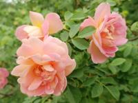 Růže 'Frühlingsduft' - Sadové růže (Rosa)