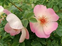 Růže 'Frühlingsmorgen' - Sadové růže (Rosa)