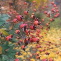 Růže 'The Garland' - Pnoucí růže (Rosa)