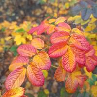 Růže svraskalá 'Souvenir de Trelazé' (Rosa rugosa)
