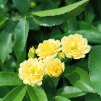Růže Banksové 'Lutea' (Rosa banksiae)