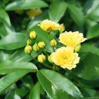 Růže Banksové 'Lutea' (Rosa banksiae)