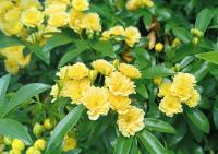 Růže Banksové 'Lutea' (Rosa banksiae)