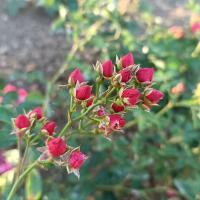 Růže 'Fraise des Bois' - Poupátkové růže (Rosa)