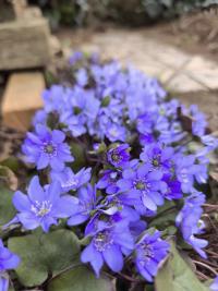 Jaterník podléška (Hepatica nobilis)