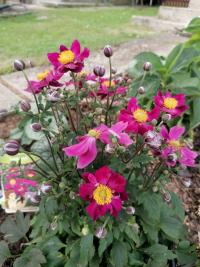 Sasanka japonská 'Fantasy Ariel' (Anemone hupehensis)
