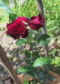 Růže 'Black Baccara' - Sadové růže (Rosa)